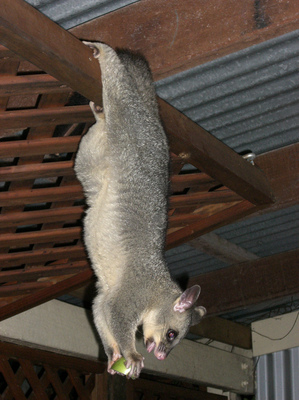 Possum.bmp