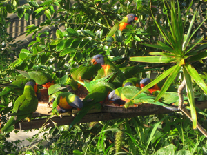 Rainbow Rorikeets.bmp