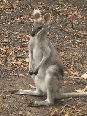 Wallaby.bmp
