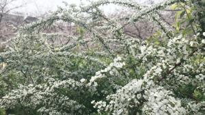 桜と雪柳